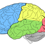 brain-1007686_960_720