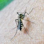 mosquito-213806_960_720